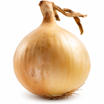 Цибуля сіянка Ексібішн (Exhibition) - 0,5 кг, TOP Onions 00387 фото