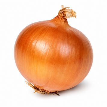 Цибуля сіянка Августа (Augusta) - 0,5 кг, TOP Onions 00367 фото